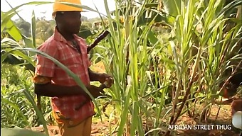 Koe Ainutlaatuinen Tapaaminen Uskottoman Naisen Ja Hänen Naapurinsa Kanssa Maaseudulla, Huipentuen Ulkoilmaan Romppaukseen Afrikkalaisella Bulevardilla